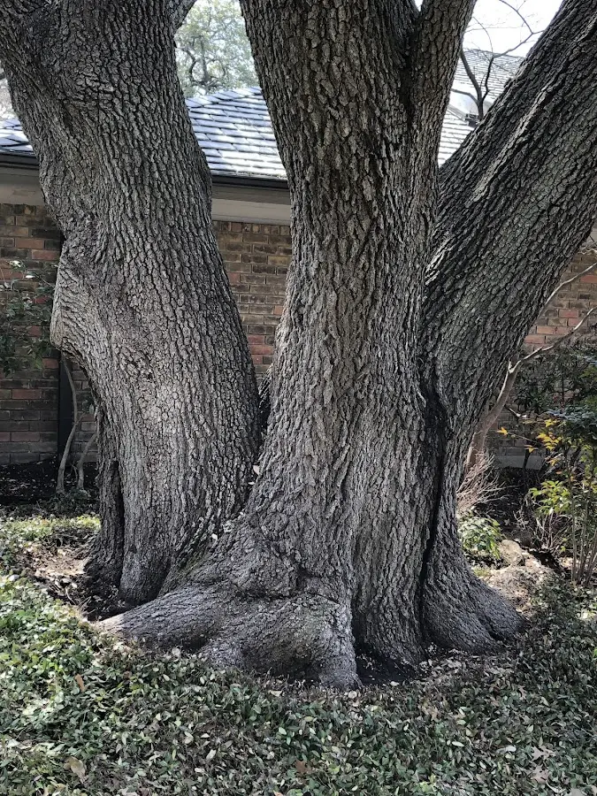 Mature heritage tree close to a Norway property cared for by certified arborists